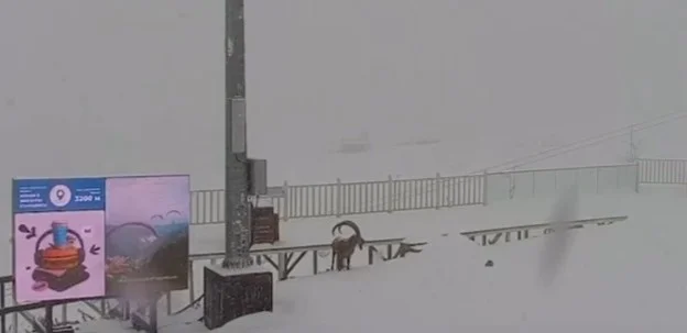 Шымбұлақ, арқар