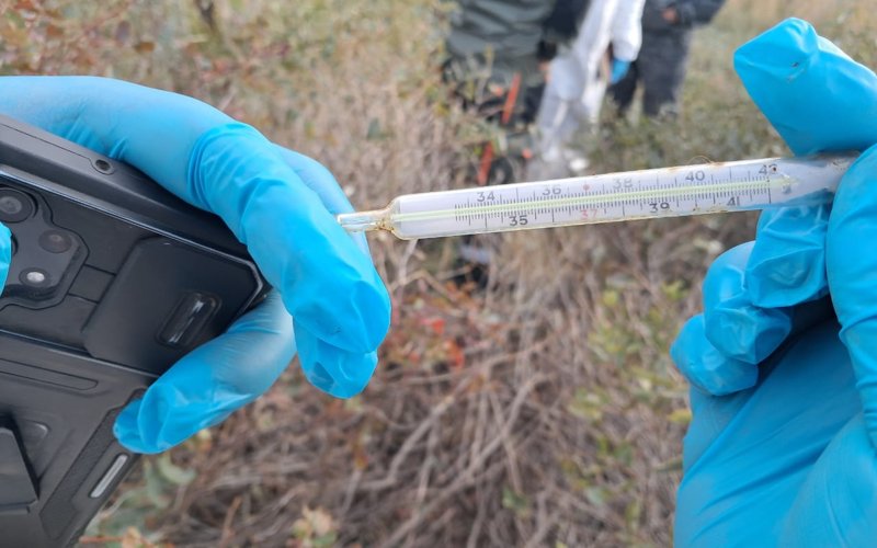 ШҚО-дағы Күршім ауданында мал өлімі көбейді ШҚО-дағы Күршім ауданында мал өлімі көбейді