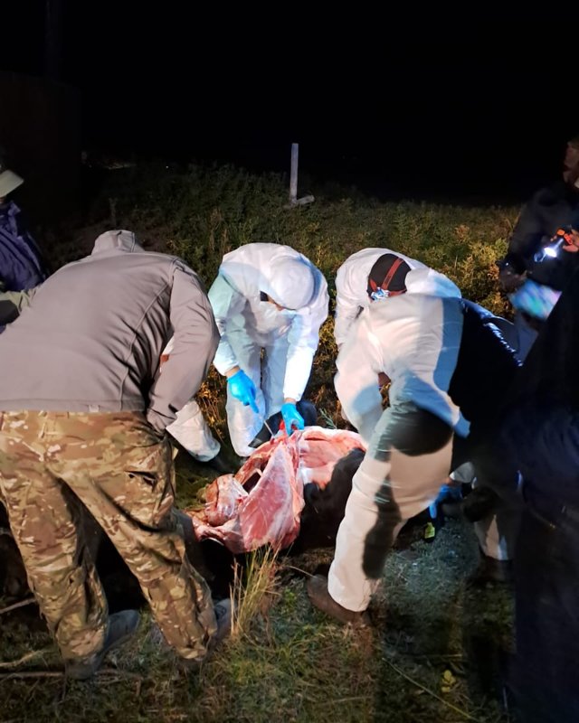 ШҚО-дағы Күршім ауданында мал өлімі көбейді ШҚО-дағы Күршім ауданында мал өлімі көбейді