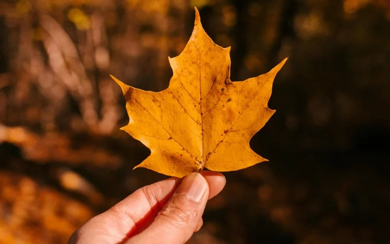 Leaf