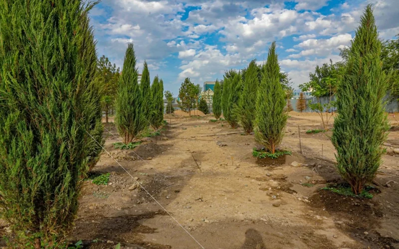 Almaty to plant 13,000 more trees this fall
