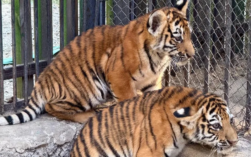 Almaty zoobaǵynda amýr jolbarysy kúshiktedi