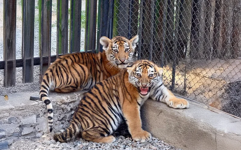 краснокнижные тигры родились в Алматы