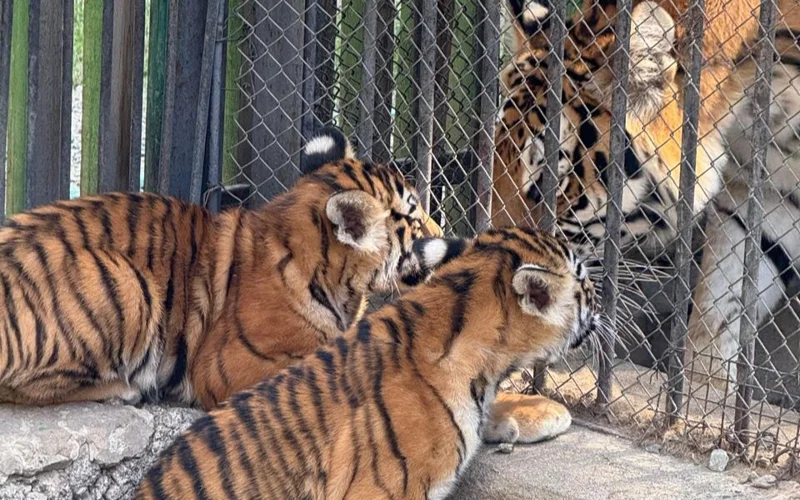 Almaty zoobaǵynda amýr jolbarysy kúshiktedi