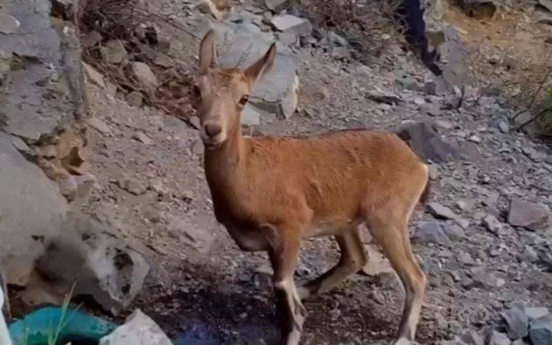Редкие животные попали в фотоловушку в «Алтын-Эмеле»