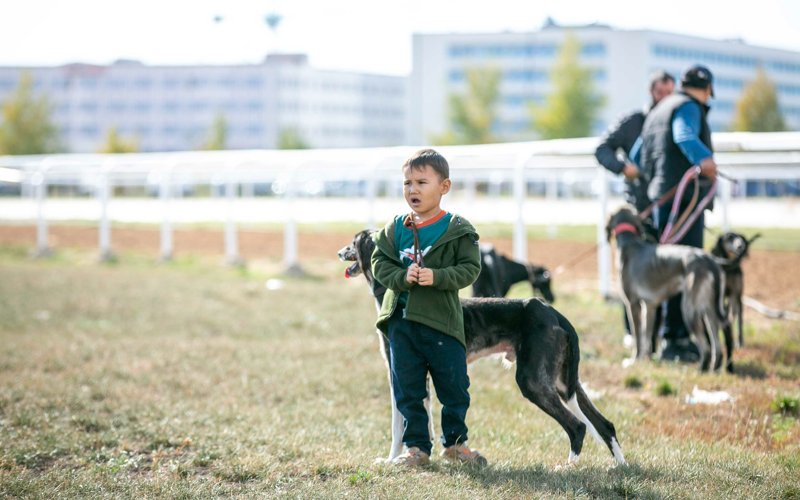 Eń júırik tazylar Almatyda