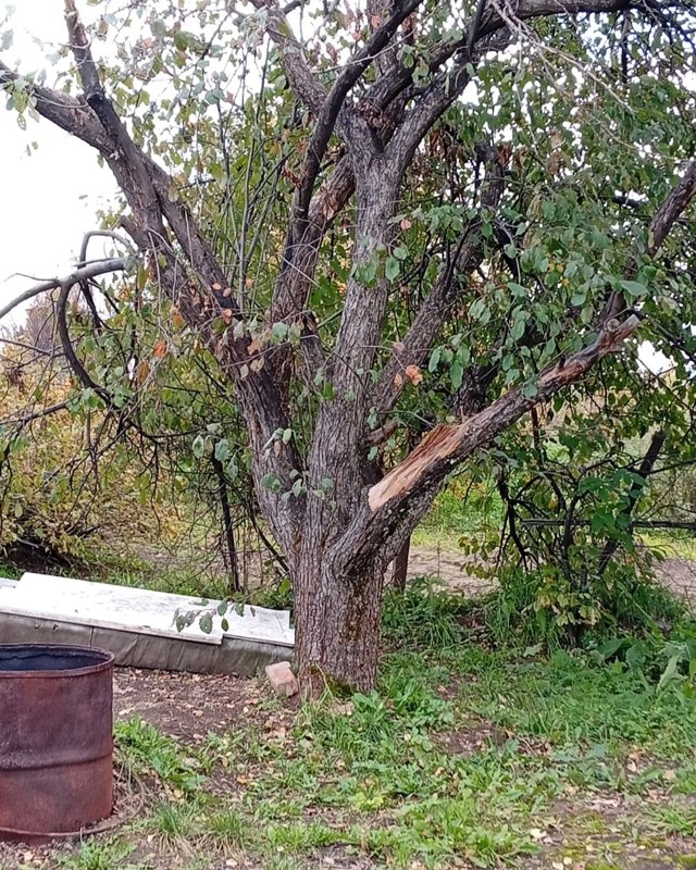 медведи наведываются в села и города в ВКО медведи наведываются в села и города в ВКО