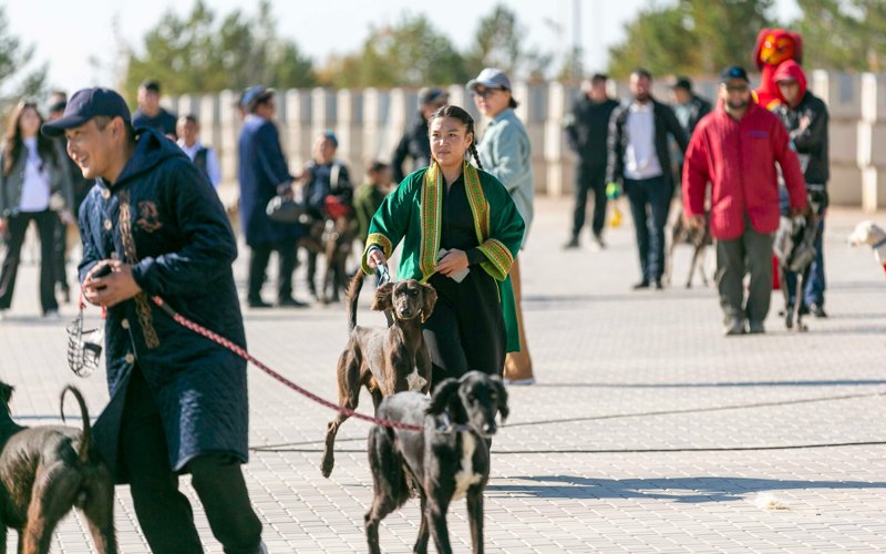Eń júırik tazylar Almatyda