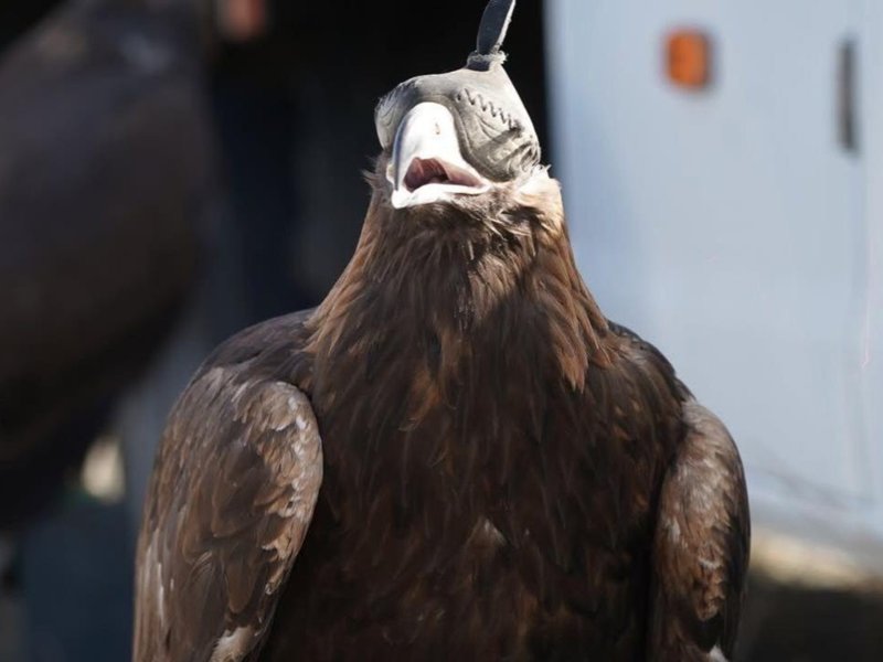 В Астане проходит международный турнир по охоте с ловчими птицами В Астане проходит международный турнир по охоте с ловчими птицами