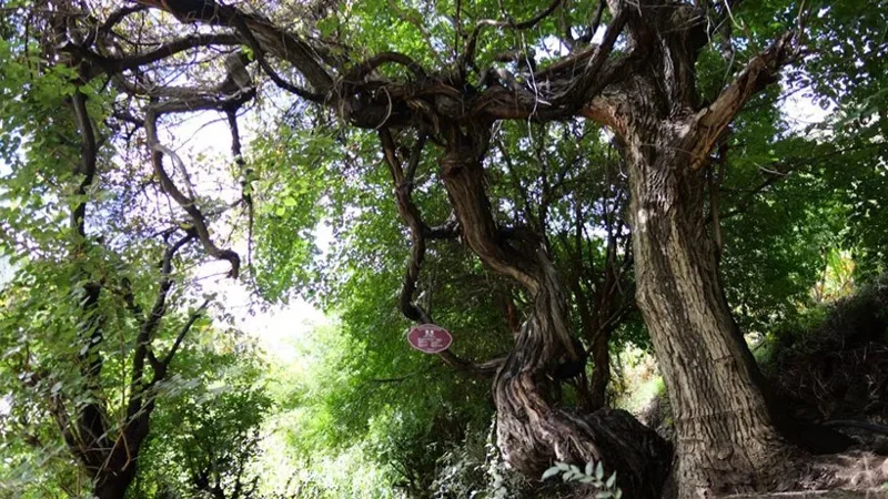 Жасы төрт жүз жылдан асқан жабайы жүзім ағашы табылды  - шетелдегі қазақ баспасөзі