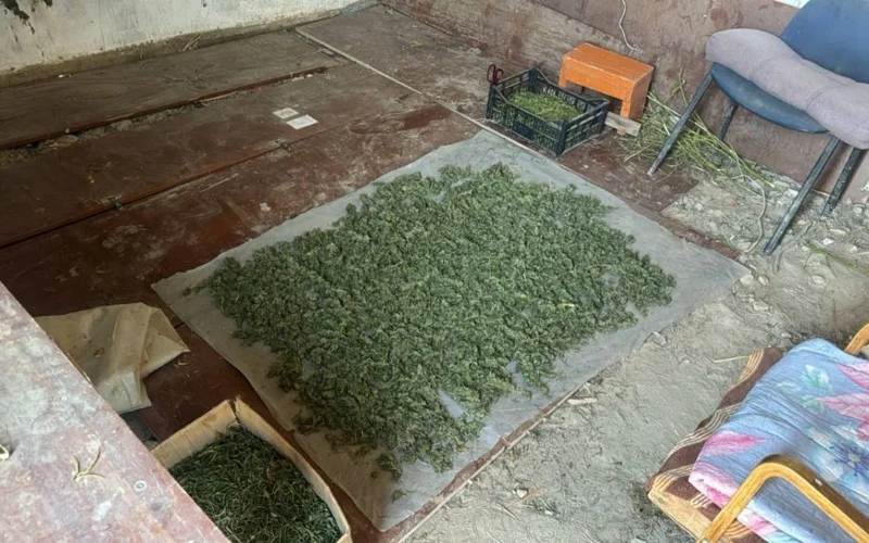 наркопосев, наркотики, Кызылординская область 