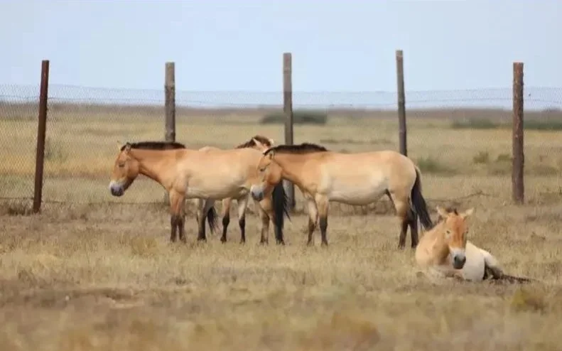 Population of kulans and Przewalski’s horses on the rise in Kazakhstan