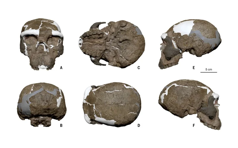 Skull, history, human evolution