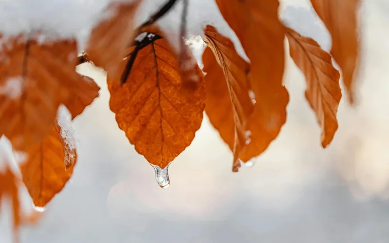 Rain, snow and ground frosts in store for Kazakhstan