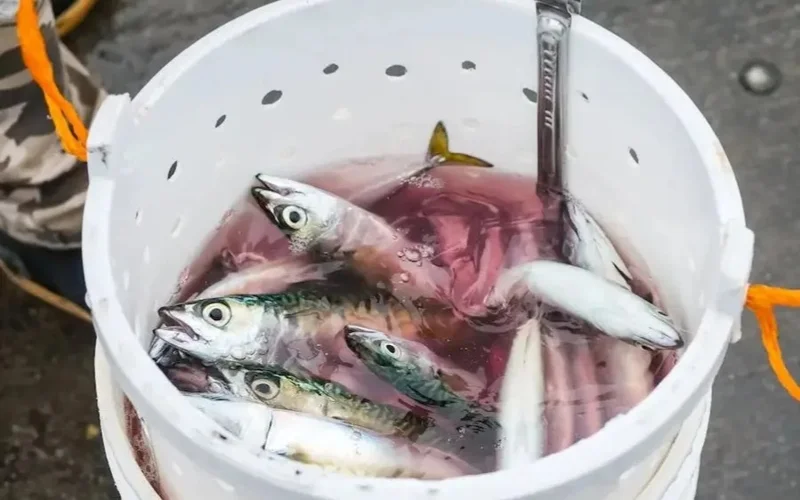Fish