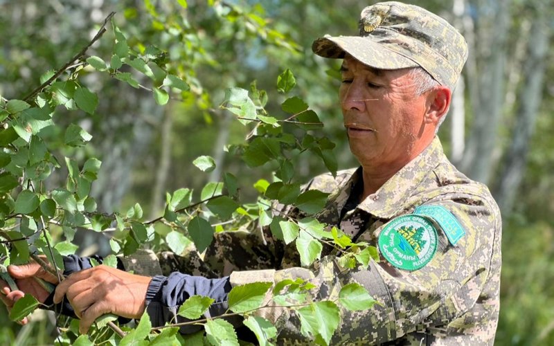 «Ертіс орманы» бұлан мен еліктің қысқы азығын қамдап жатыр