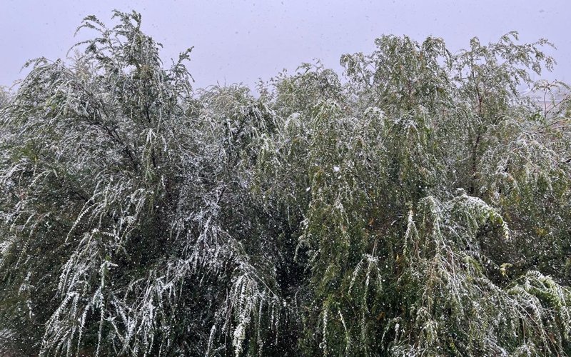 Таразда алғашқы қар жауды 