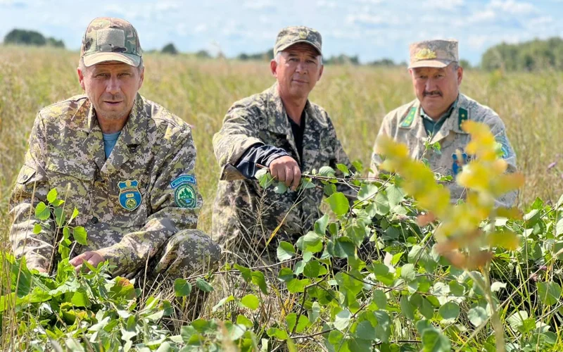 «Ертіс орманы» бұлан мен еліктің қысқы азығын қамдап жатыр