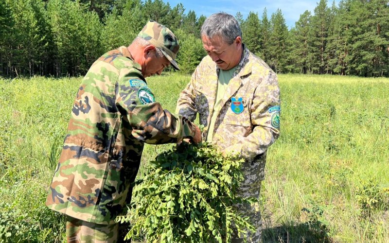 «Ертіс орманы» бұлан мен еліктің қысқы азығын қамдап жатыр