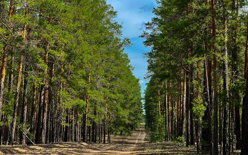 «Ертіс орманы» бұлан мен еліктің қысқы азығын қамдап жатыр