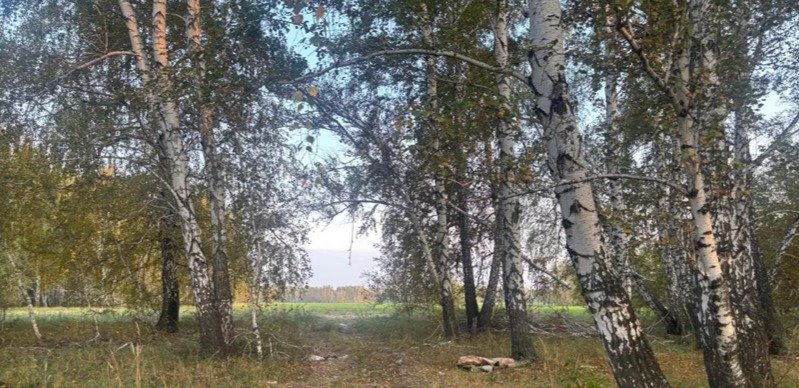 Леса тонут в отходах в СКО