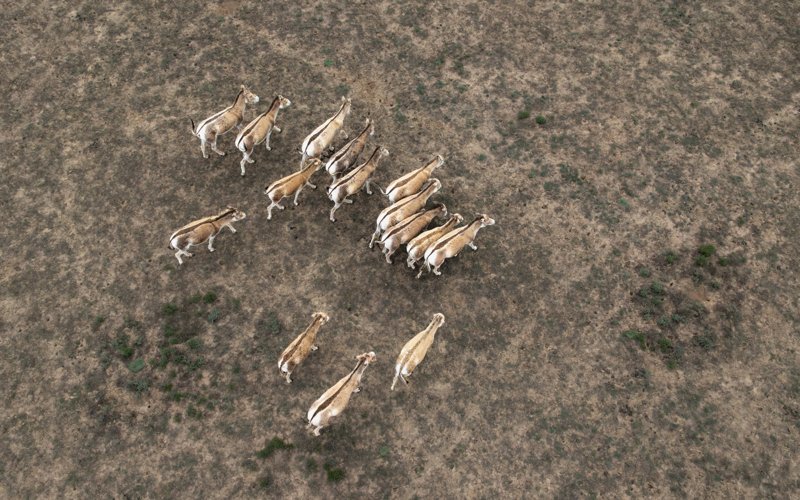 куланы, Костанайская область 