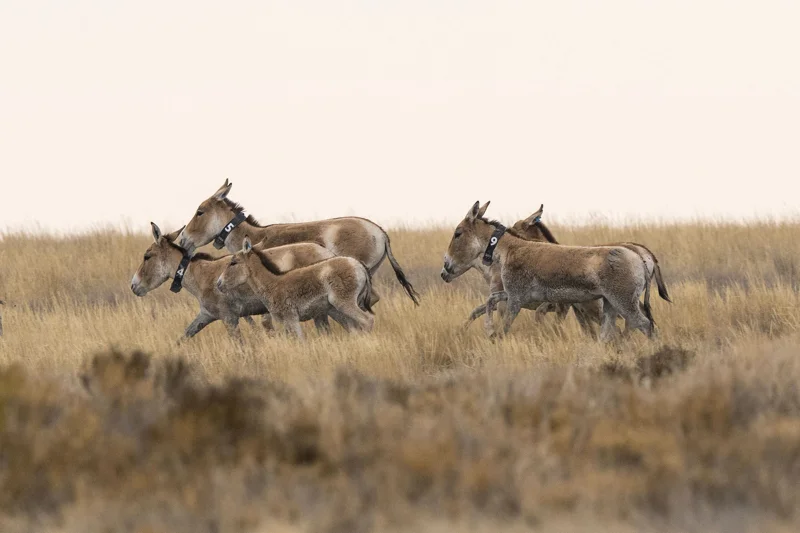 куланы, Костанайская область 