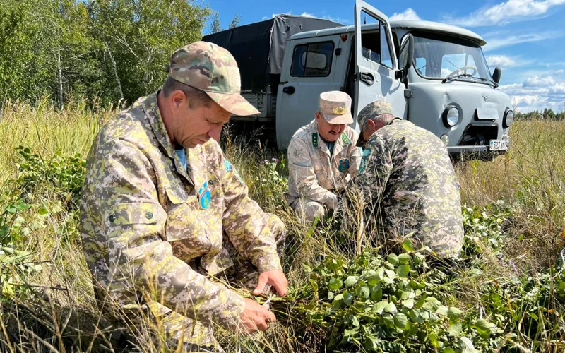 «Ертіс орманы» бұлан мен еліктің қысқы азығын қамдап жатыр