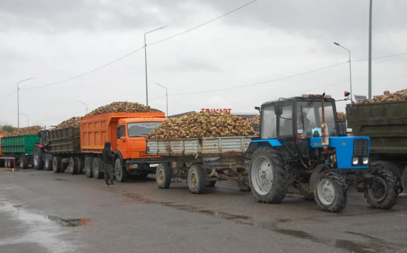 сахарная свекла