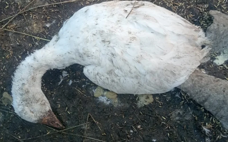 Павлодар өңірінде құс қырылды