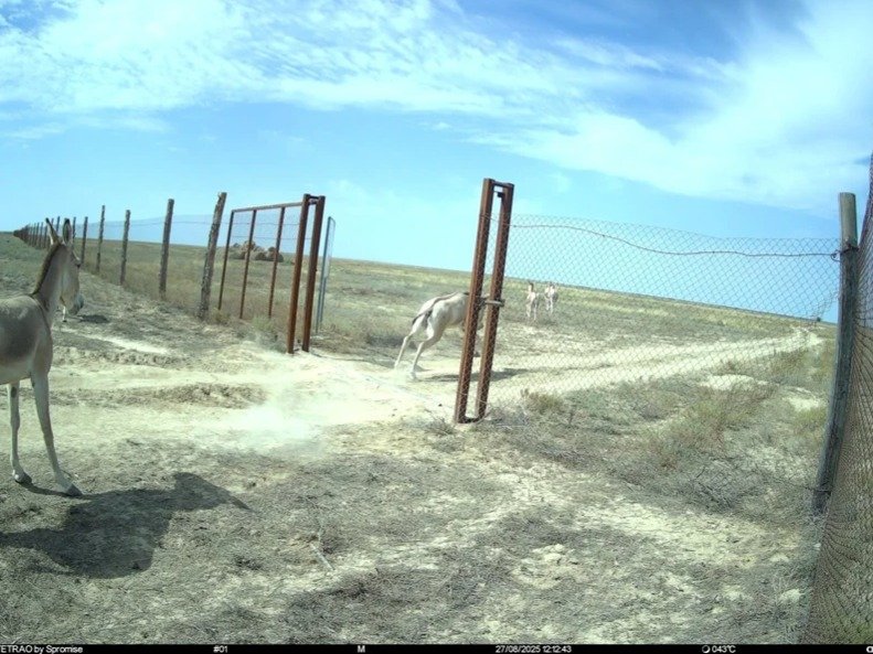 Enclosure