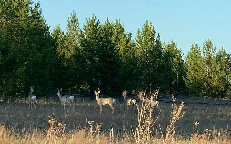 «Ертіс орманы» бұлан мен еліктің қысқы азығын қамдап жатыр