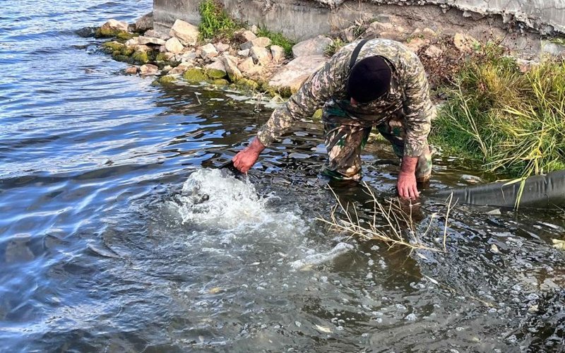 500 тысяч рыб выпустят в реку Есиль в Астане рыбы, Астана, река Есиль