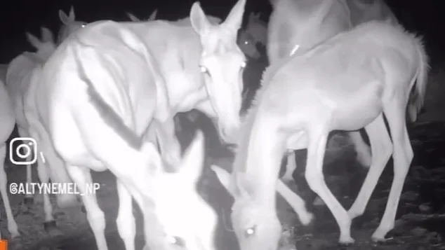 куланы попали в фотоловушку