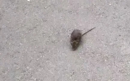 Нашествие крыс в Талдыкоргане: жители обеспокоены ситуацией