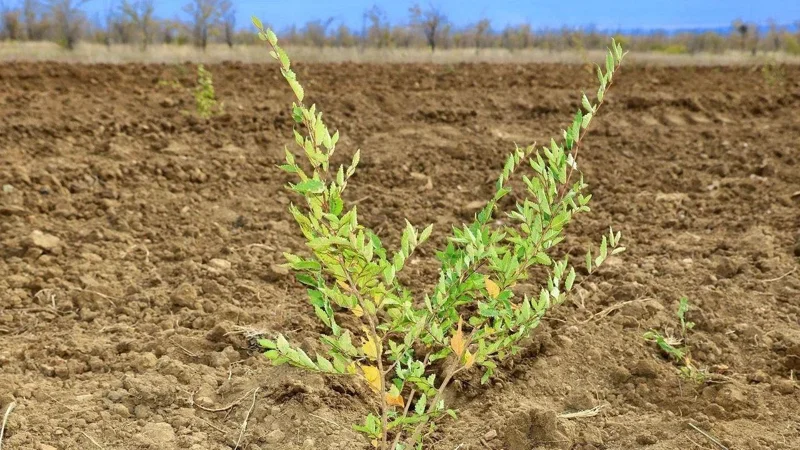 Новые лесные массивы сажают в Карагандинской области
