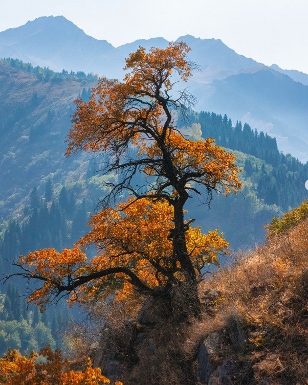 Autumn in the Almaty mountains: A symphony of colors and light