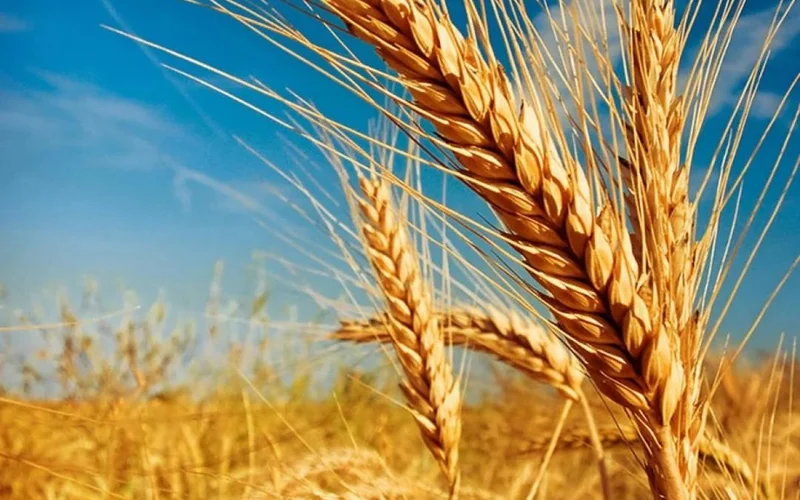 Kazakhstan harvests nearly 20 mln tons of grain so far