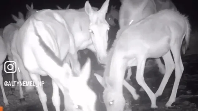 Rare kulans caught on camera in Altyn-Emel National Park