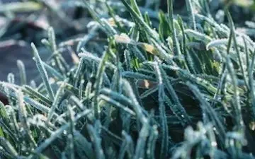 Ground frost