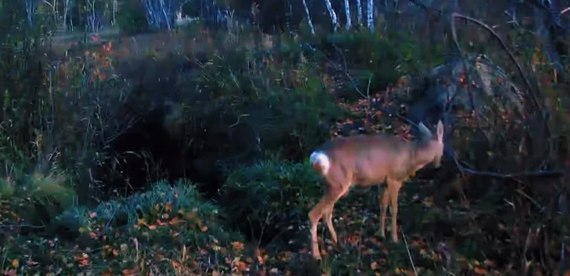 Ертіс орманында фототұзаққа бір мезгілде бірнеше аң түсіп қалды 