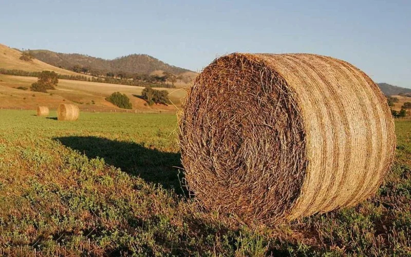 35 млн тонн кормов заготовили в Казахстане