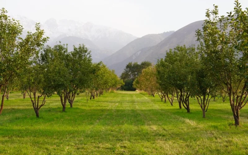 В Казахстане почти 29 тысяч га яблоневых садов — Минсельхоз