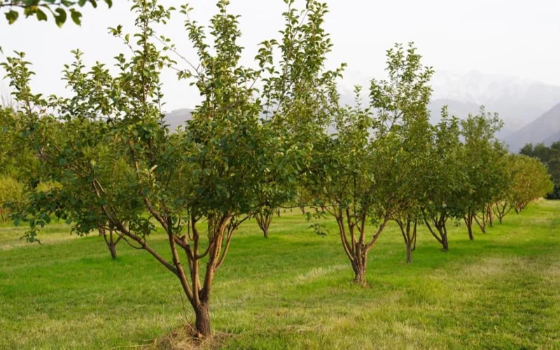 Елде қанша алма бағы бар