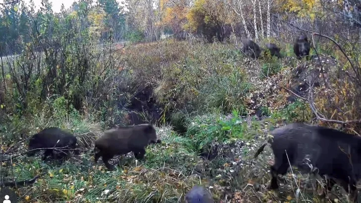 Четыре вида лесных животных «попались» в фотоловушку