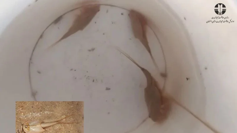 Ancient ‘living fossil’ tadpole shrimp discovered in central Iran