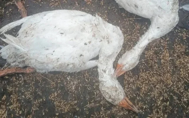 Установлена причина массового падежа домашней птицы в СКО