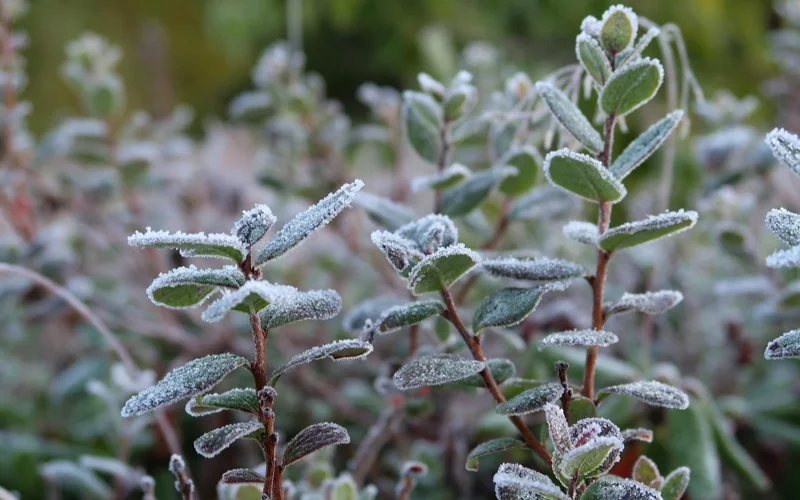 Солтүстікте аяз, оңтүстікте шаңды дауыл: ауа райына болжам қандай