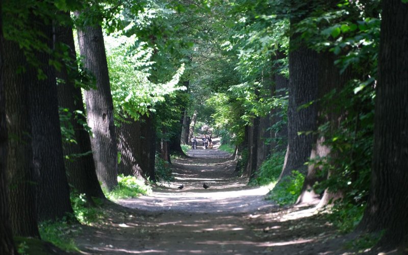 Информацию о массовой вырубке деревьев в роще Баума опровергли в акимате Алматы Информацию о массовой вырубке деревьев в роще Баума опровергли в акимате Алматы