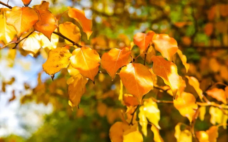 Kazakhstan to enjoy several days of clear weather
